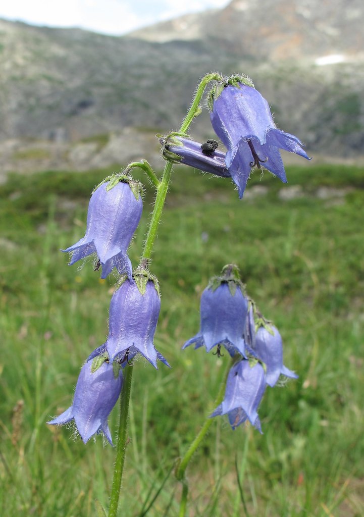 Campanula barbata